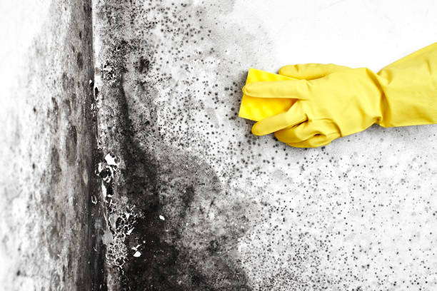 Best HVAC Mold Remediation in Camp Swift, TX