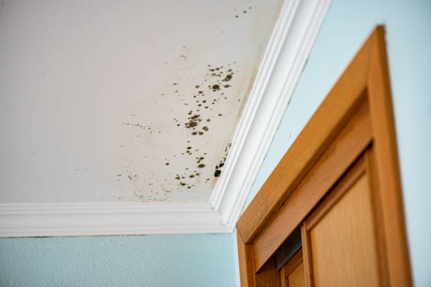Best Post-Flood Mold Remediation in Camp Swift, TX