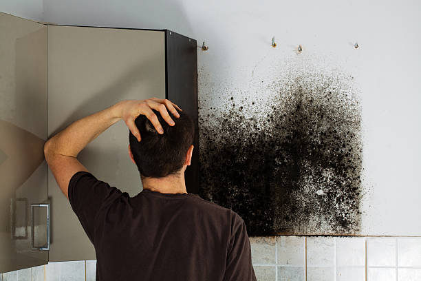 Best Black Mold Remediation in Camp Swift, TX