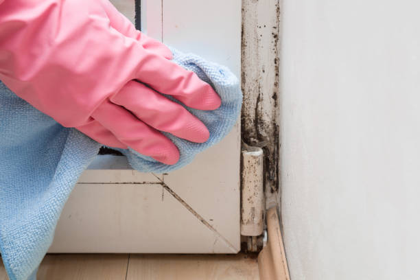 Best Mold Testing and Inspection Services in Camp Swift, TX